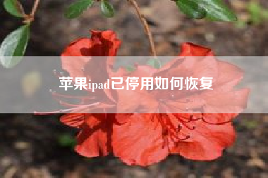 苹果ipad已停用如何恢复--苹果的平板怎么查看id？